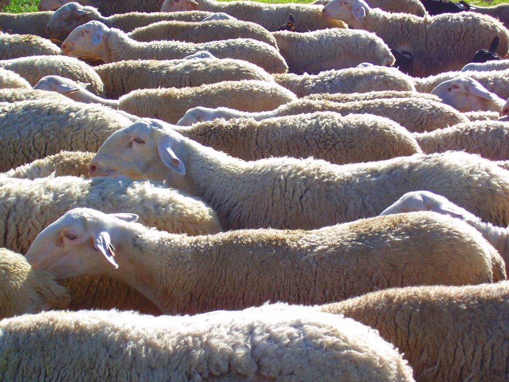 Rebaño de ovejas. Autor, Boris Bartels