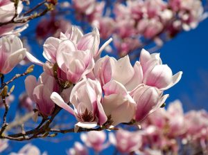 magnolio en flor jardines Aranjuez
