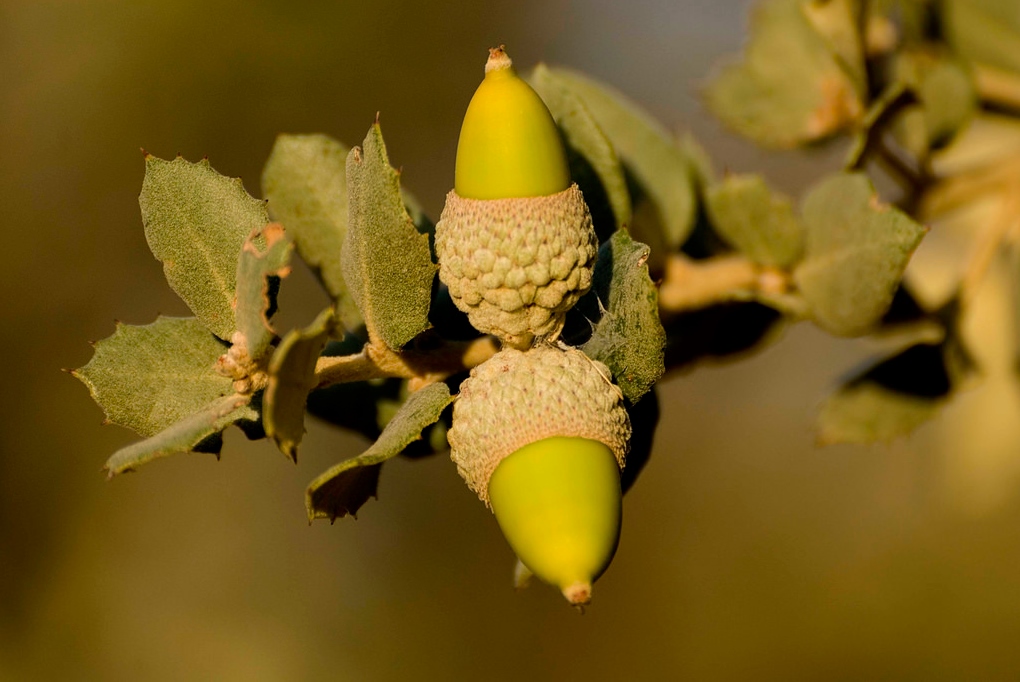 Los frutos de Quercus Ilex. Autor, M. Teruel