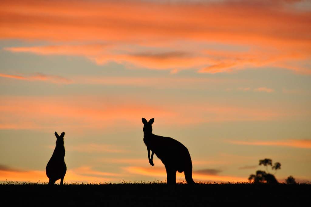 Kangaroos at Cardinia Reservoir near Melbourne at dusk. Autor, Chris Samuel