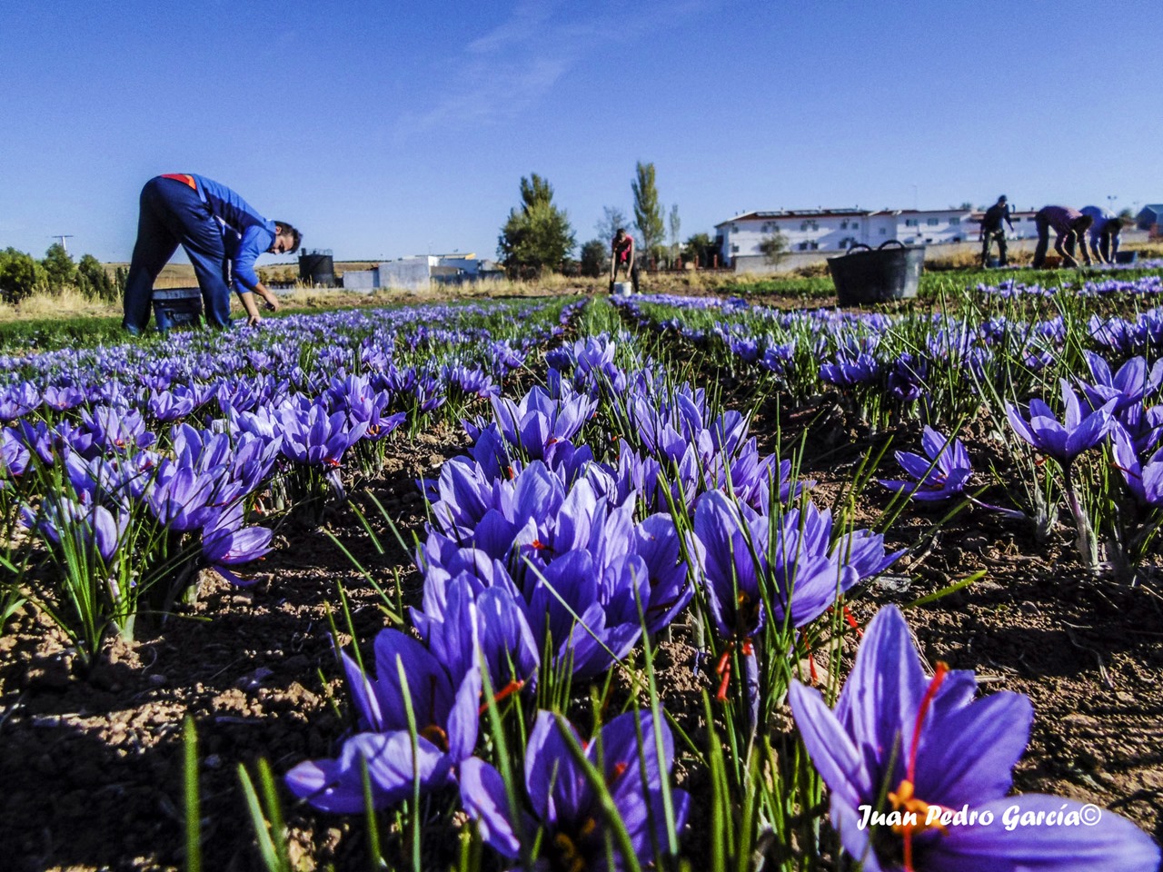 La Solana, tierra de azafrán y de artesanía de La Mancha