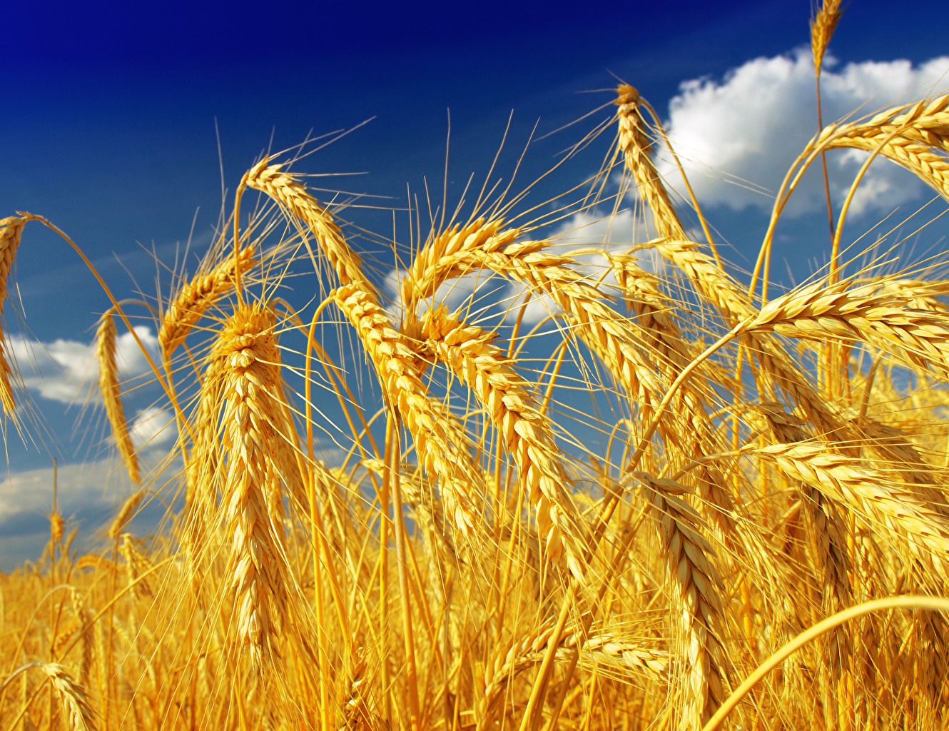 El mejor trigo de La Mancha