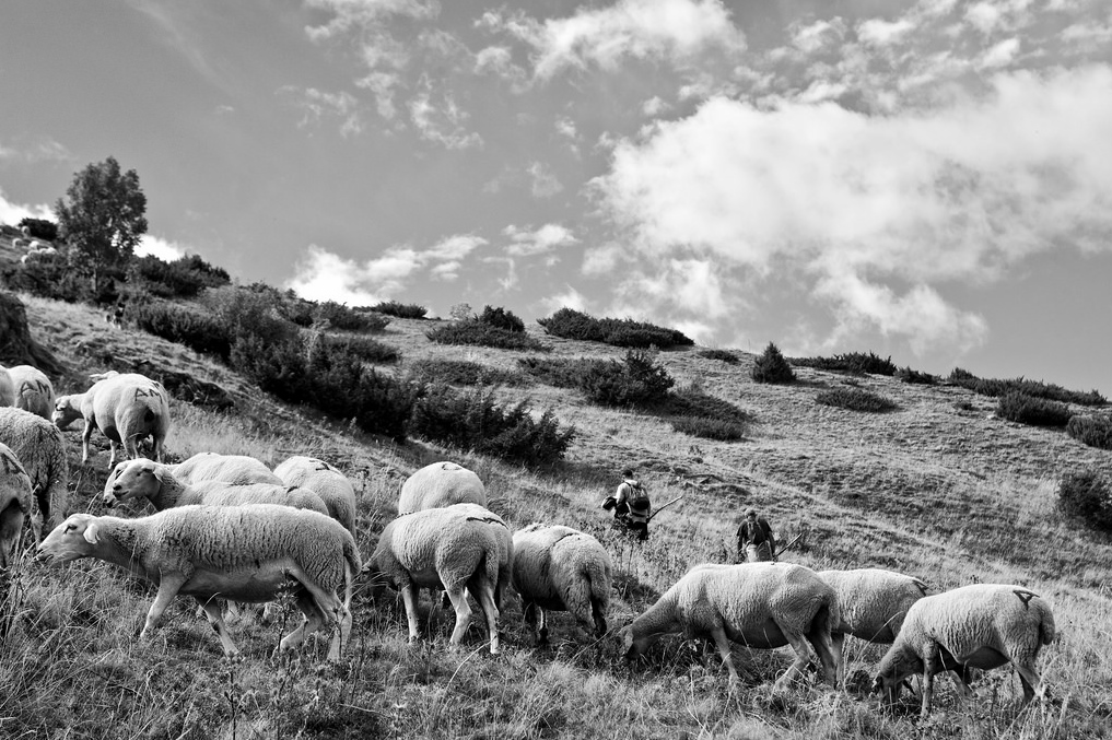 rebaño de ovejas La Mancha