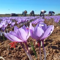 Azafran de La Mancha