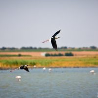 Humedal de La Mancha Mota del Cuervo