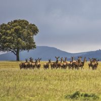 Parque Nacional de Cabañeros