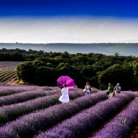 campos lavanda de Brihuega