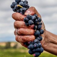 uva la mancha turismo sabersabor.es