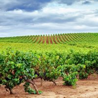 viñedo la mancha